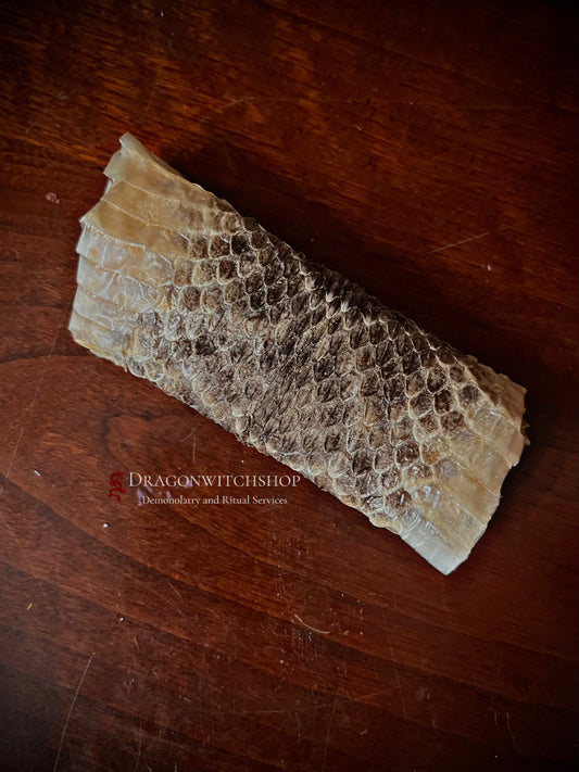 Rattle Snake Skin ( per inch )