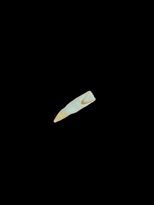 Gator Tooth