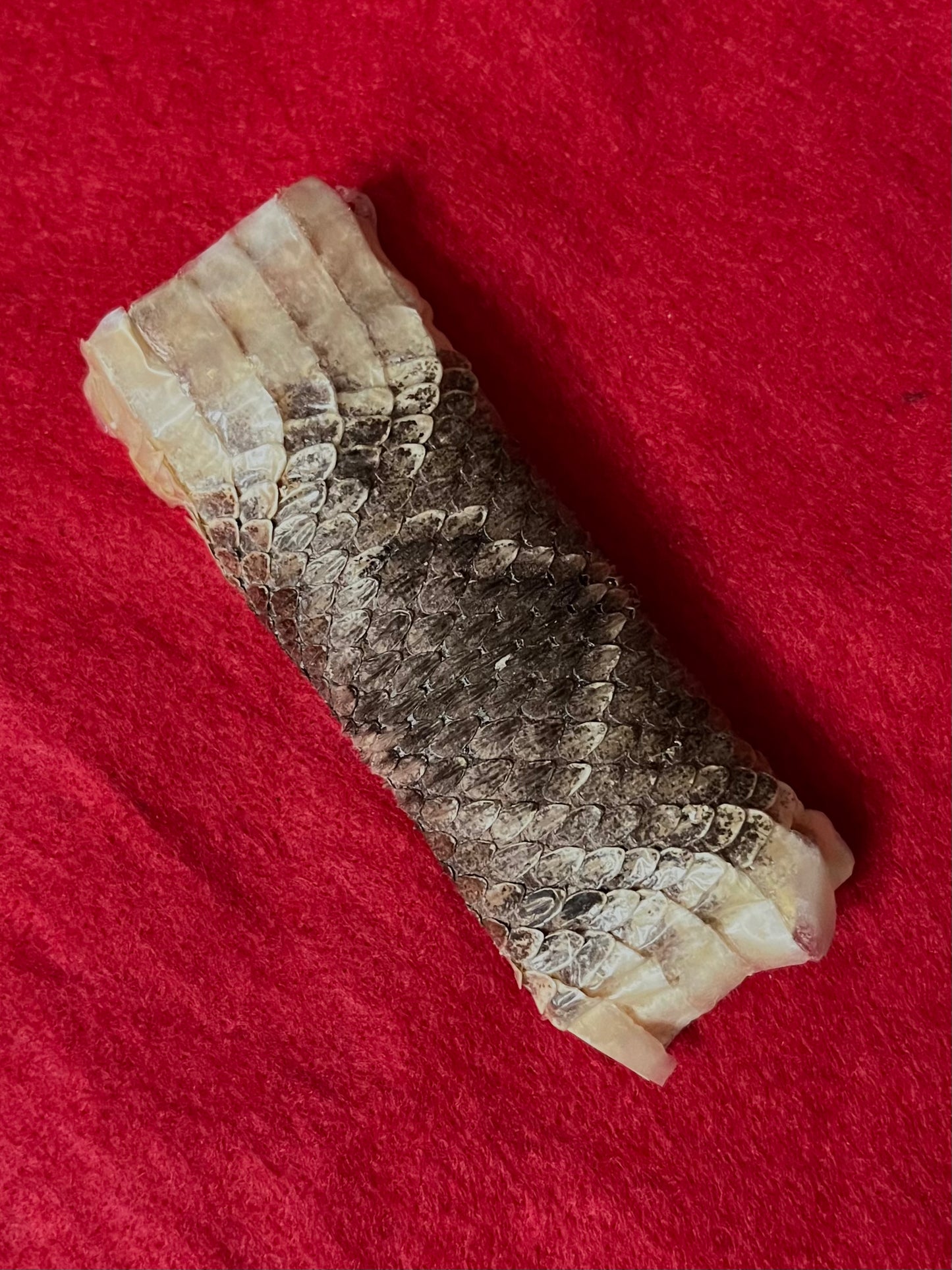 Rattle Snake Skin ( per inch )